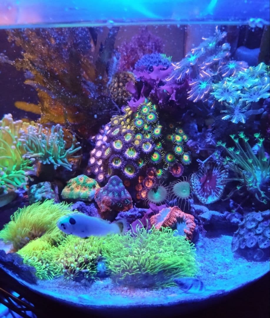 ZOOX Actinic RAYS Spectrum Blue LED サンゴ - メルカリ