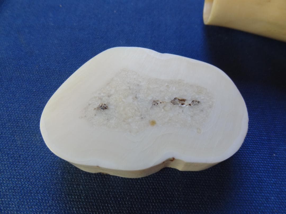 クジラ歯　セイウチ牙　海象　輪切　牙材　天然素材　希少