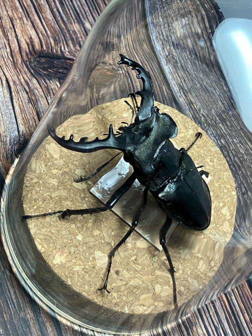 Glass Beetleミヤマクワガタ標本 GB-005】