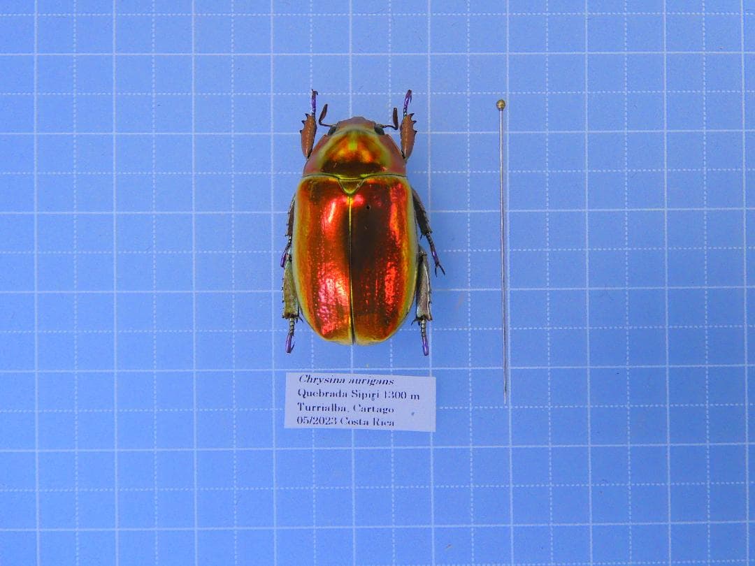 早いもの勝ち　お買い得　アウリガヌスキンイロコガネ　28mm 58924bde-76db-456a-b63a-