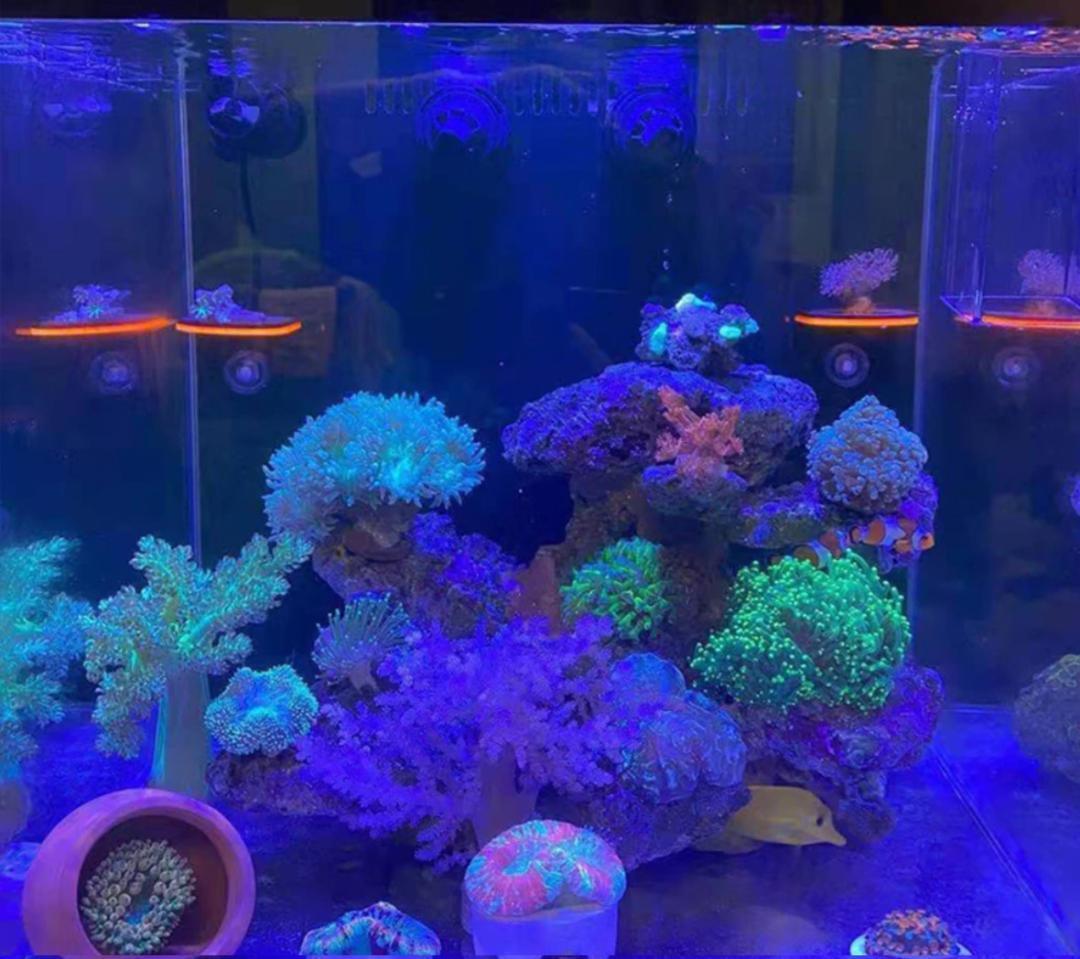 オーバーフロー水槽フラグラックセットサンゴ水槽