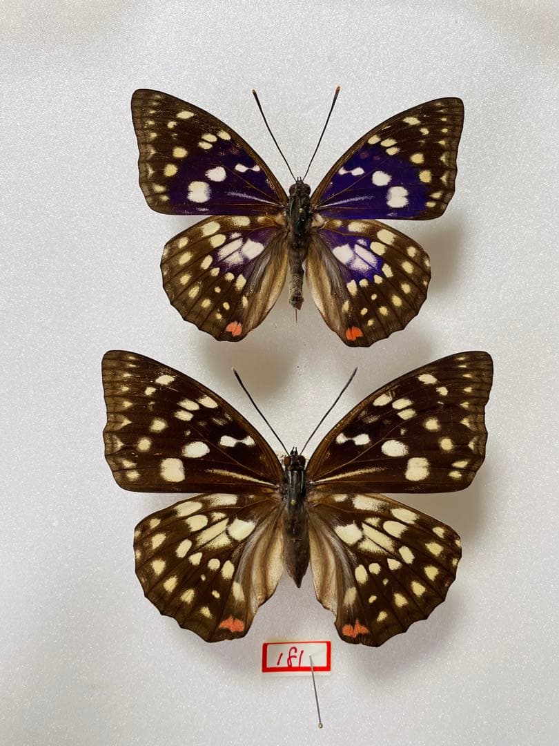 パルナシウス・アッコ（1オス・中国/青海省）