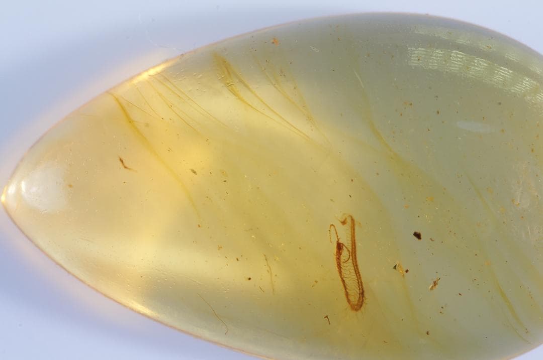 レア極上品 PA0002虫入り琥珀化石 ミャンマーカムティかタナイ9900万年