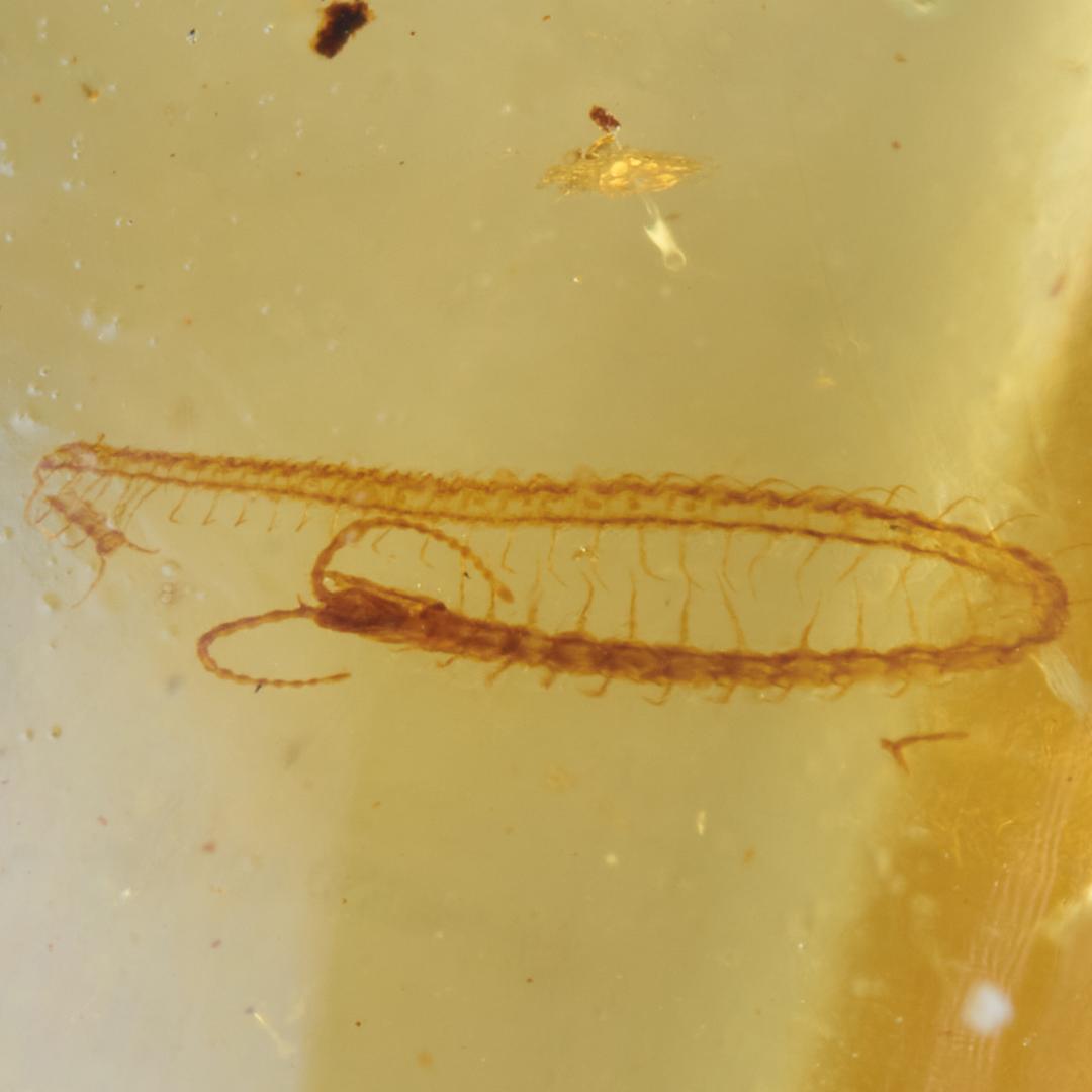 レア極上品 PA0002虫入り琥珀化石 ミャンマーカムティかタナイ9900万年