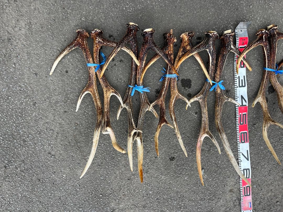 エゾシカのツノ　1