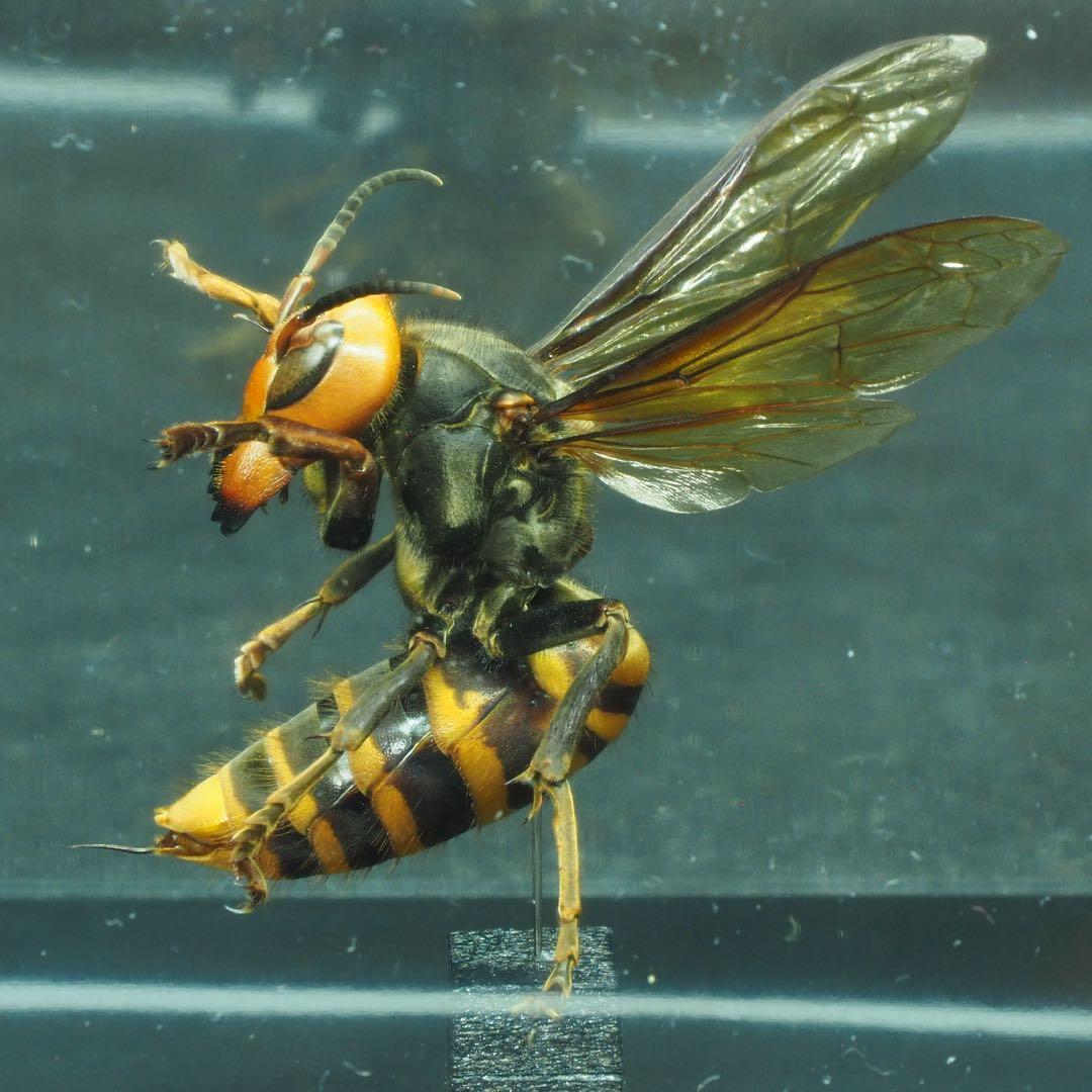 オオスズメバチ 女王蜂 立体標本2505 - メルカリ