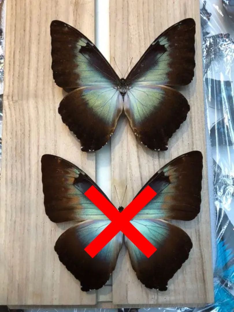 アオタイヨウモルフォ 標本 青型