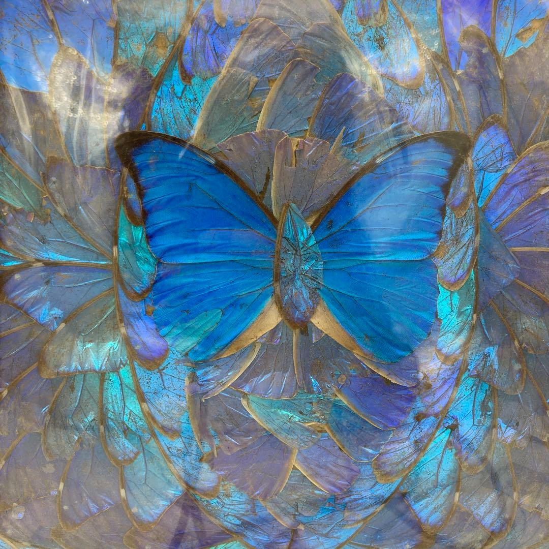 【レア】　モルフォ蝶　アート　標本　芸術　コレクション　海外　昆虫 13上