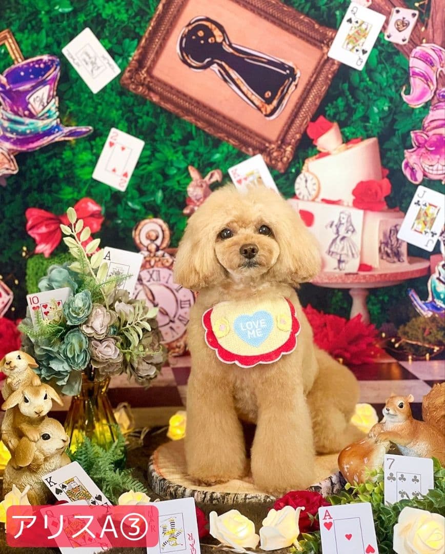 背景布×10+2 ペット撮影用フォトブース トリミングチョーカー販売中 Xmas