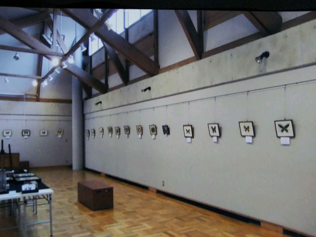 コルシカキアゲハ