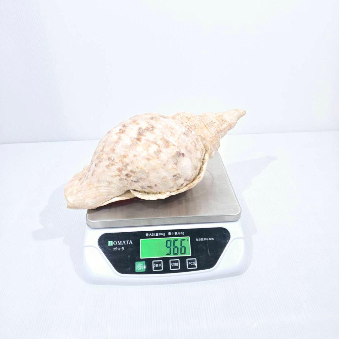 法螺貝 魔除け ほら貝 ホラ貝 30cm オブジェ - メルカリ