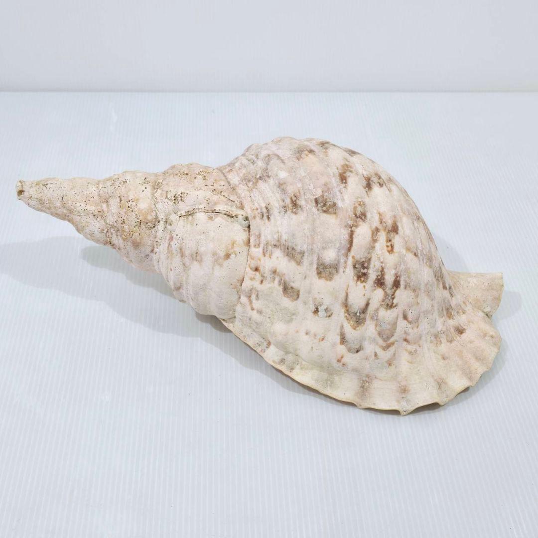 法螺貝 魔除け ほら貝 ホラ貝 30cm オブジェ - メルカリ