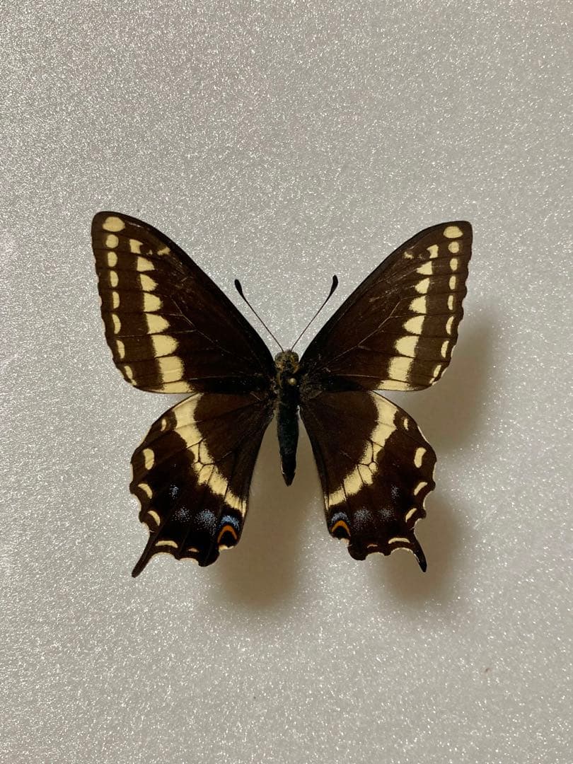 2頭ペア】パピリオ・インドラ（ネバダ州/アメリカ）の通販はau PAY