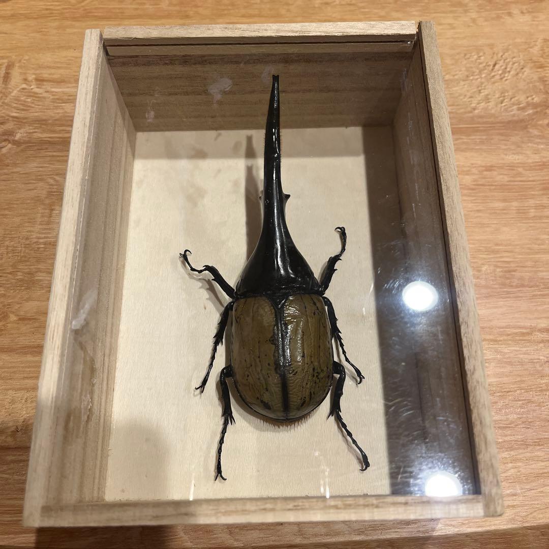 H*R様 ヘラクレスオオカブト標本 約13cm 木製ケース入りタランドゥス