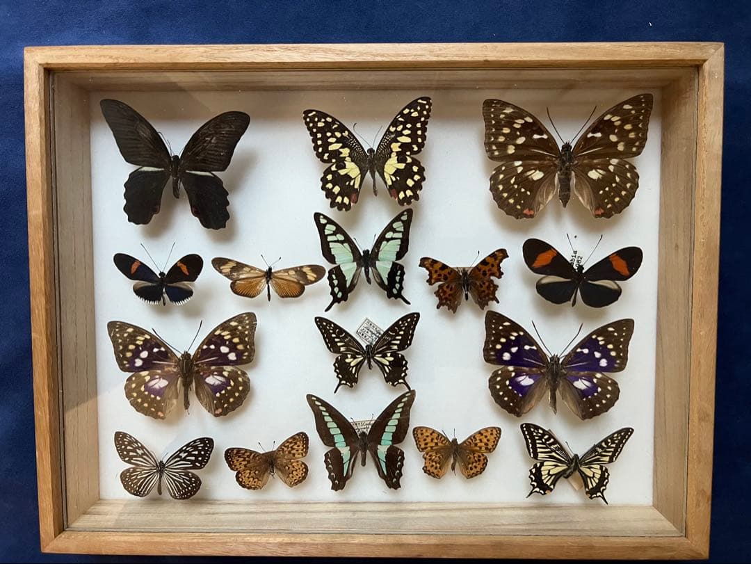 希少蝶の標本 ドイツ木製フレーム付き箱現状品のみ40x30x6cm