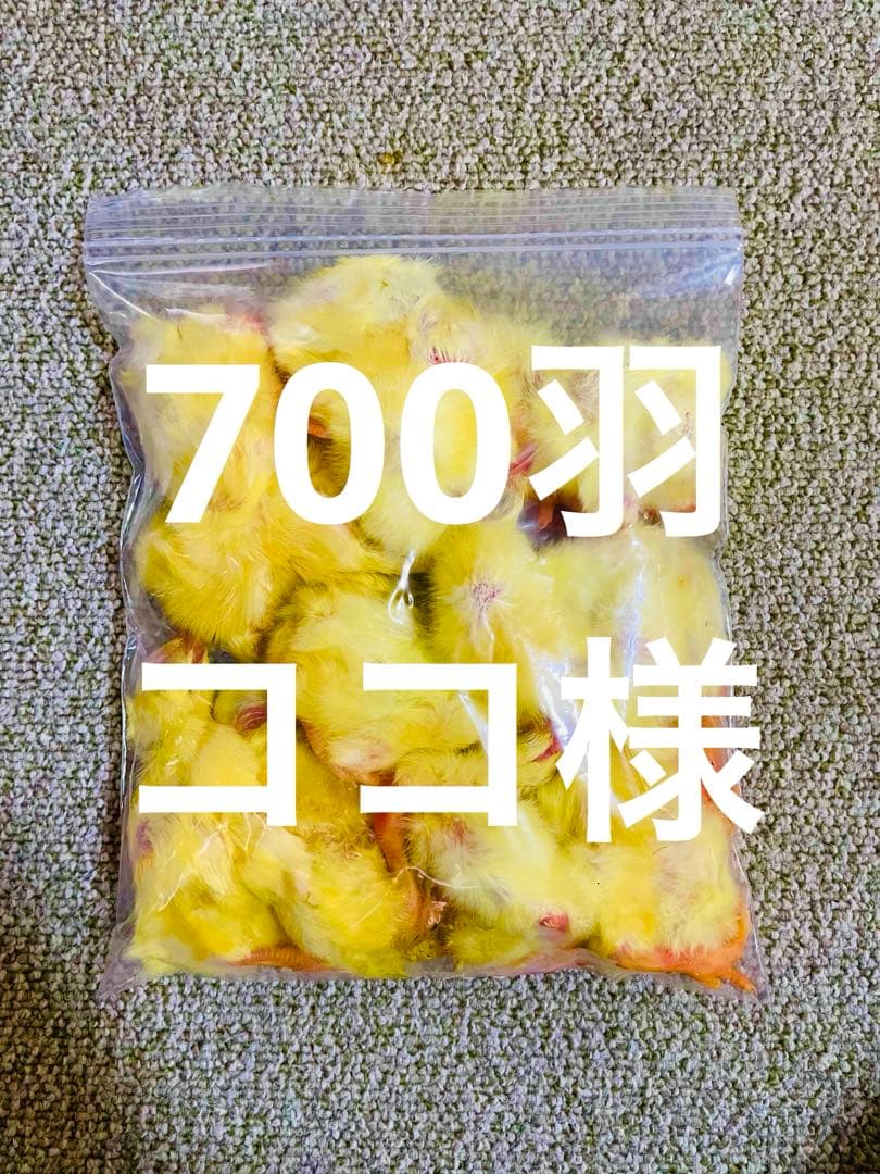 冷凍ひよこ 700羽