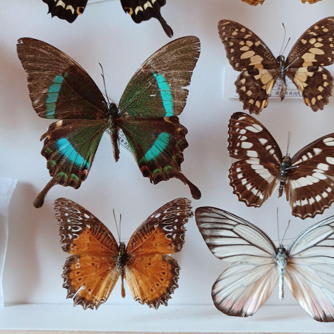 蝶標本 タイ サムイ島産24頭 +ドイツ箱中型 バードウィング製 ドイツ