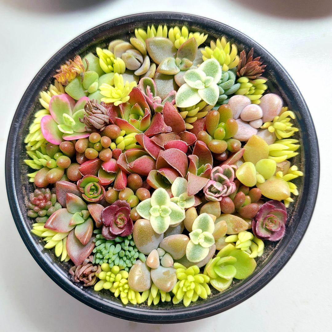 リリー様 リクエスト 2点 まとめ商品 - メルカリ ⭐︎ディジーリリー