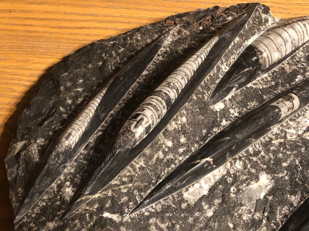 オルソセラス（チョッカクガイ）化石｜モロッコ産｜単品販売