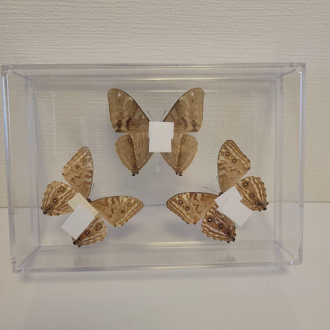 蝶の標本 モルフォの世界(特特1)