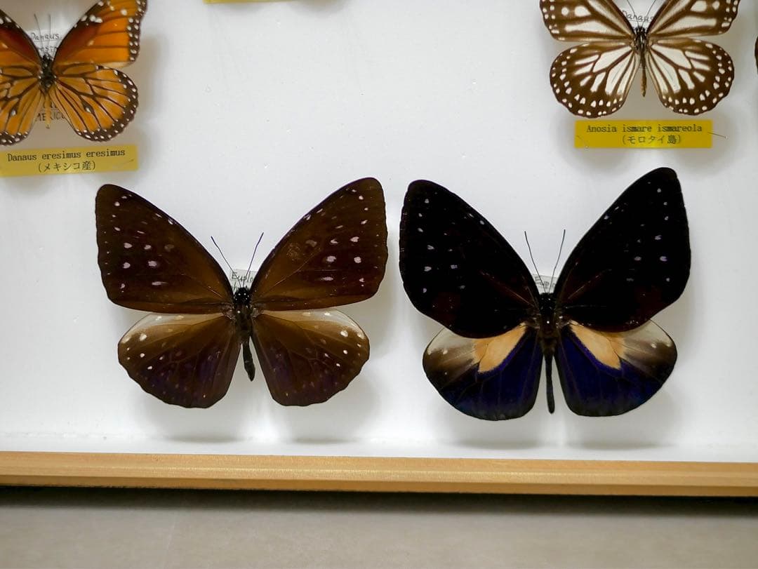 蝶標本 オオカバマダラ各種 リルマダラ亜属 産地別コレクション研究用