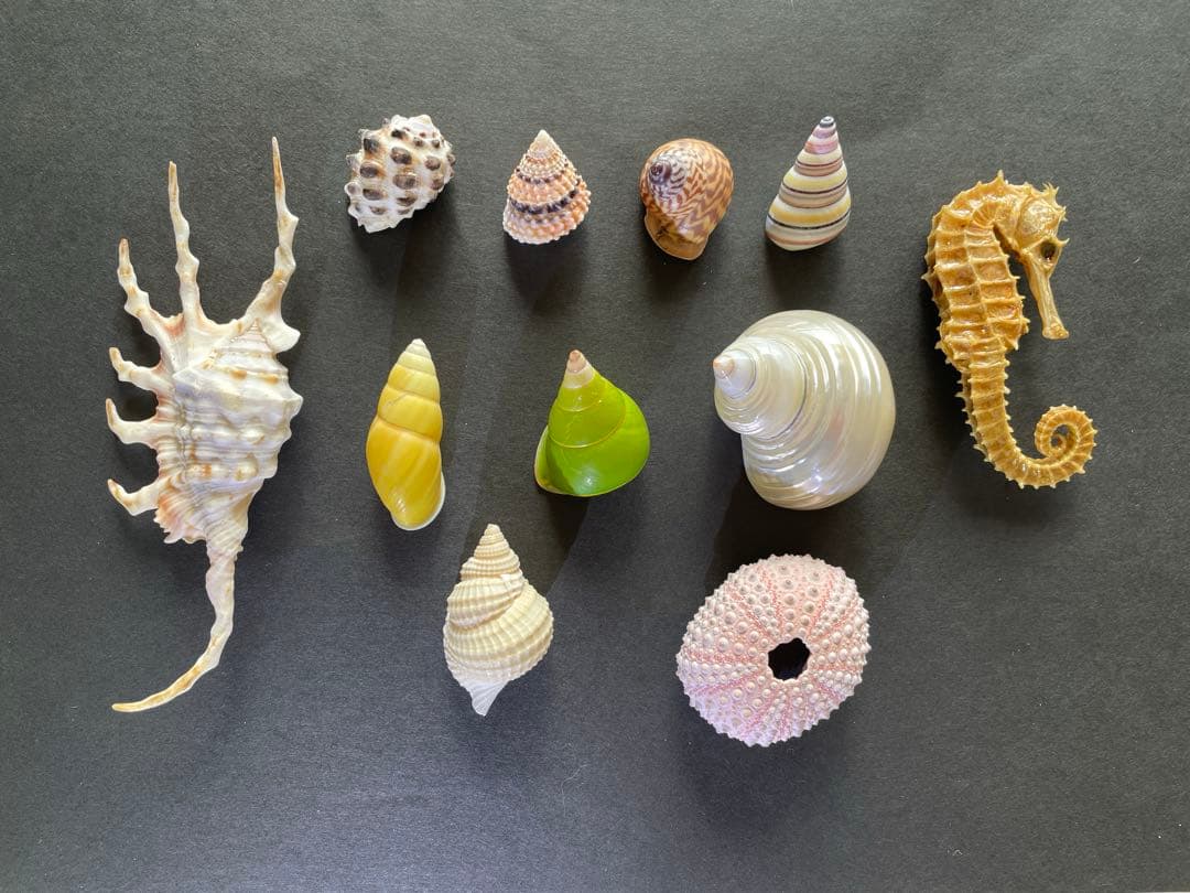 希少・美品】貝殻 標本 セット｜タコブネ タツノオトシゴ クモガイ