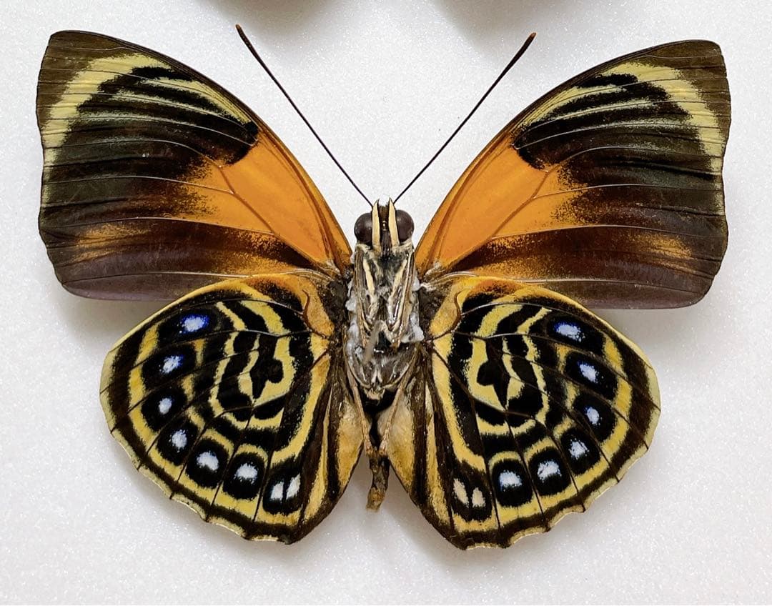 ファルキドンミイロタテハ（フルニエラ）♂2パターンセット