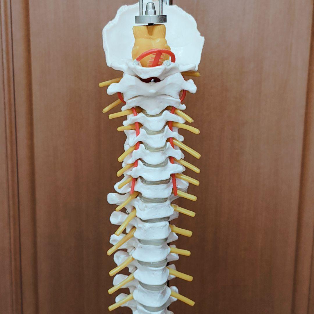 医学玄人 脊椎 骨盤 骨格模型 igakuro スタンド付き - メルカリ