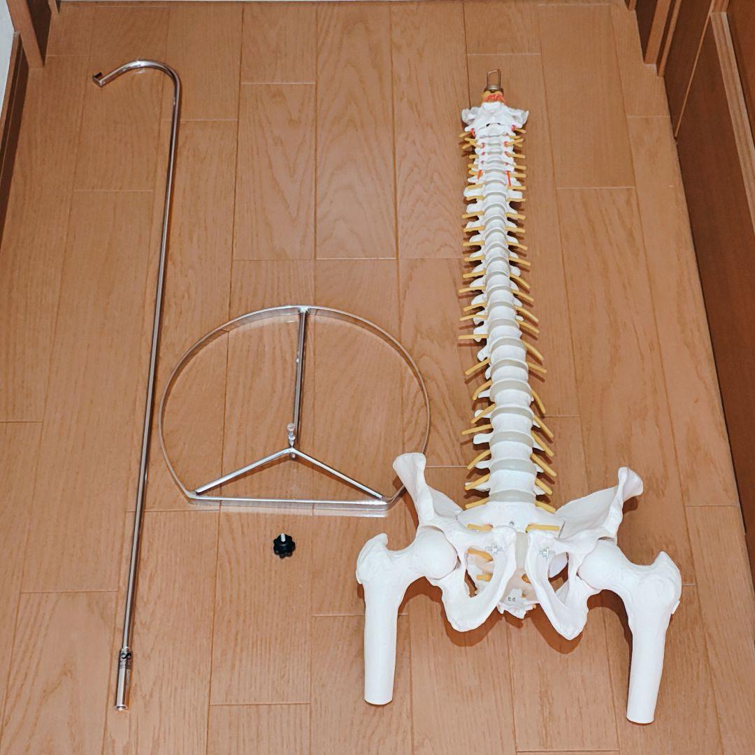 医学玄人 脊椎 骨盤 骨格模型 igakuro スタンド付き - メルカリ