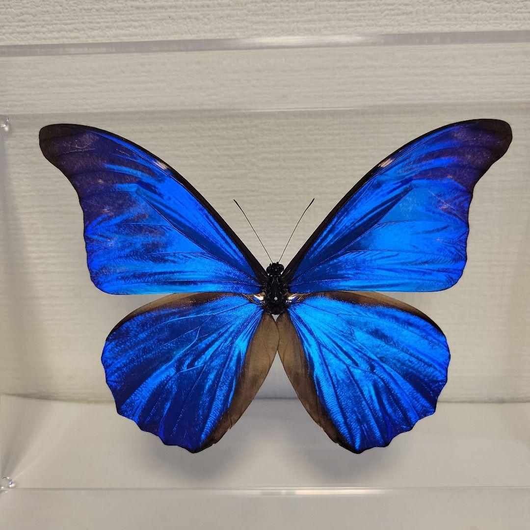 国産蝶標本】ミヤマモンキチョウ♂/富山県.赤木岳産/47mm