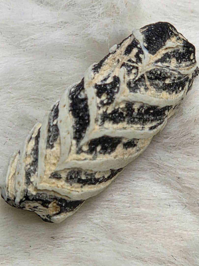 020蜻蛉玉 古いフェザー 黒と白のストライプ模様 ！