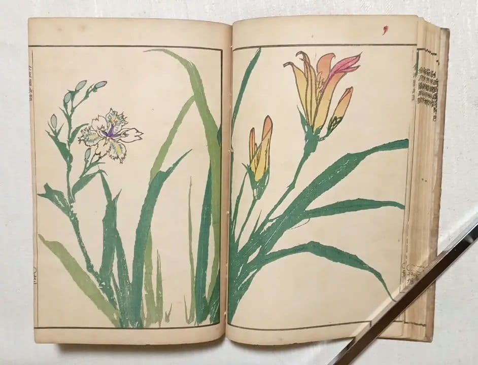 金波園画譜No.2（色刷り木版画本) 河村文鳳画、文化8年出版 - メルカリ