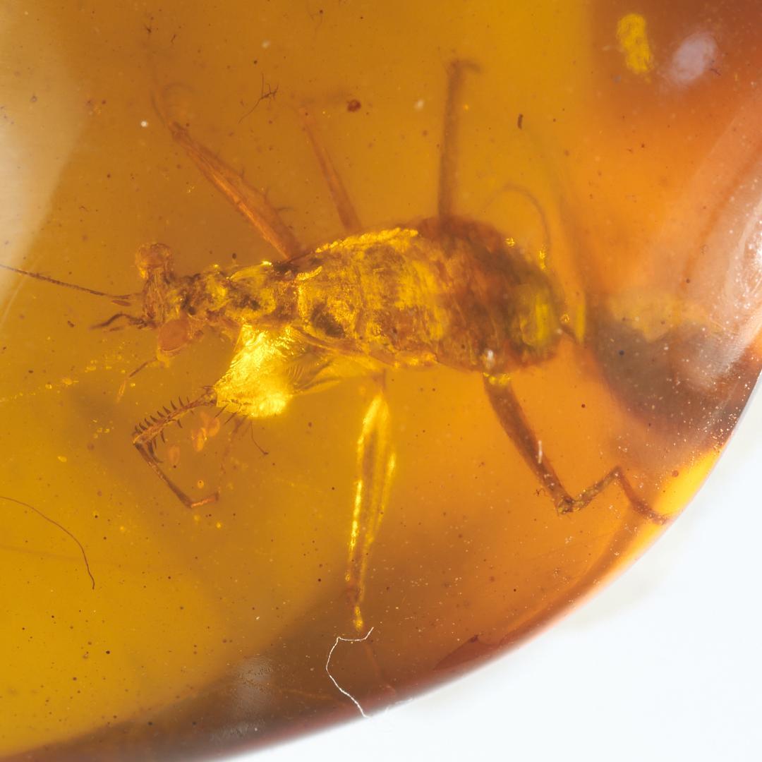 レア極上品 PA0091虫入り琥珀化石 ミャンマーカムティかタナイ9900万年