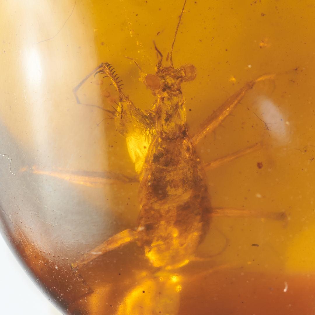 レア極上品 PA0091虫入り琥珀化石 ミャンマーカムティかタナイ9900万年