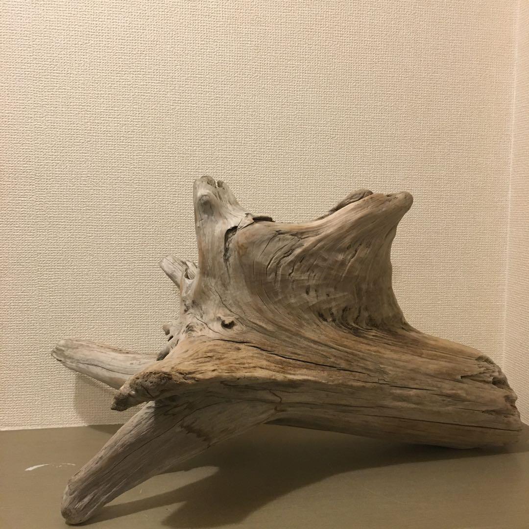 流木 自立 アク抜済み爬虫類 シェルター 登り木 上り木 テラリウム 苔