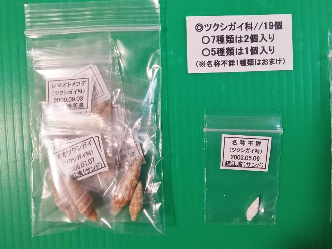 ケーキ様専用】クダマキガイ科・カメガイ科・ツクシガイ科全124個