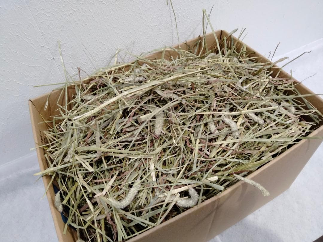 8/31まで】 カナダ産 チモシー 60kg スーパープレミアム 1番刈り