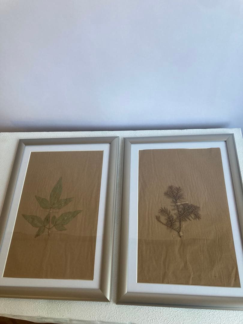 植物標本アルミフレーム ブロカントアトリエ蚤の市 ビンテージ