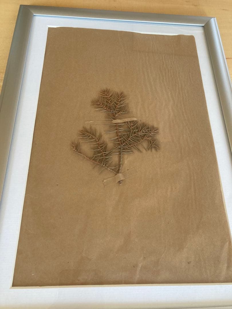 植物標本アルミフレーム ブロカントアトリエ蚤の市 ビンテージ