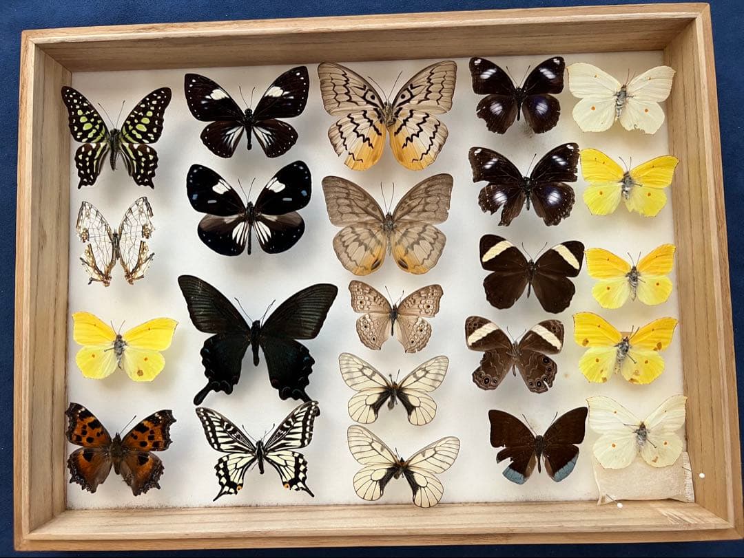 異常型】ギフチョウ（メス、飼育・福島県） M109289179 - 標本工場 直営 店