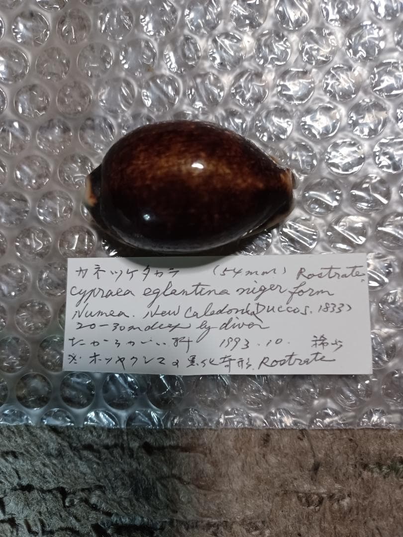 タカラガイ、貝殻、カネツケダカラ