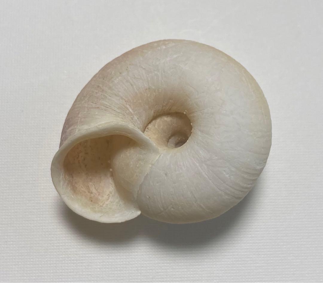 小笠原諸島 貝殻 標本 ヒロベソカタマイマイ 陸貝 化石