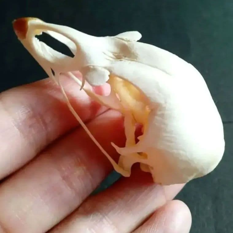 鳥類 骨格 頭骨 標本 ニワトリ スカル 美麗