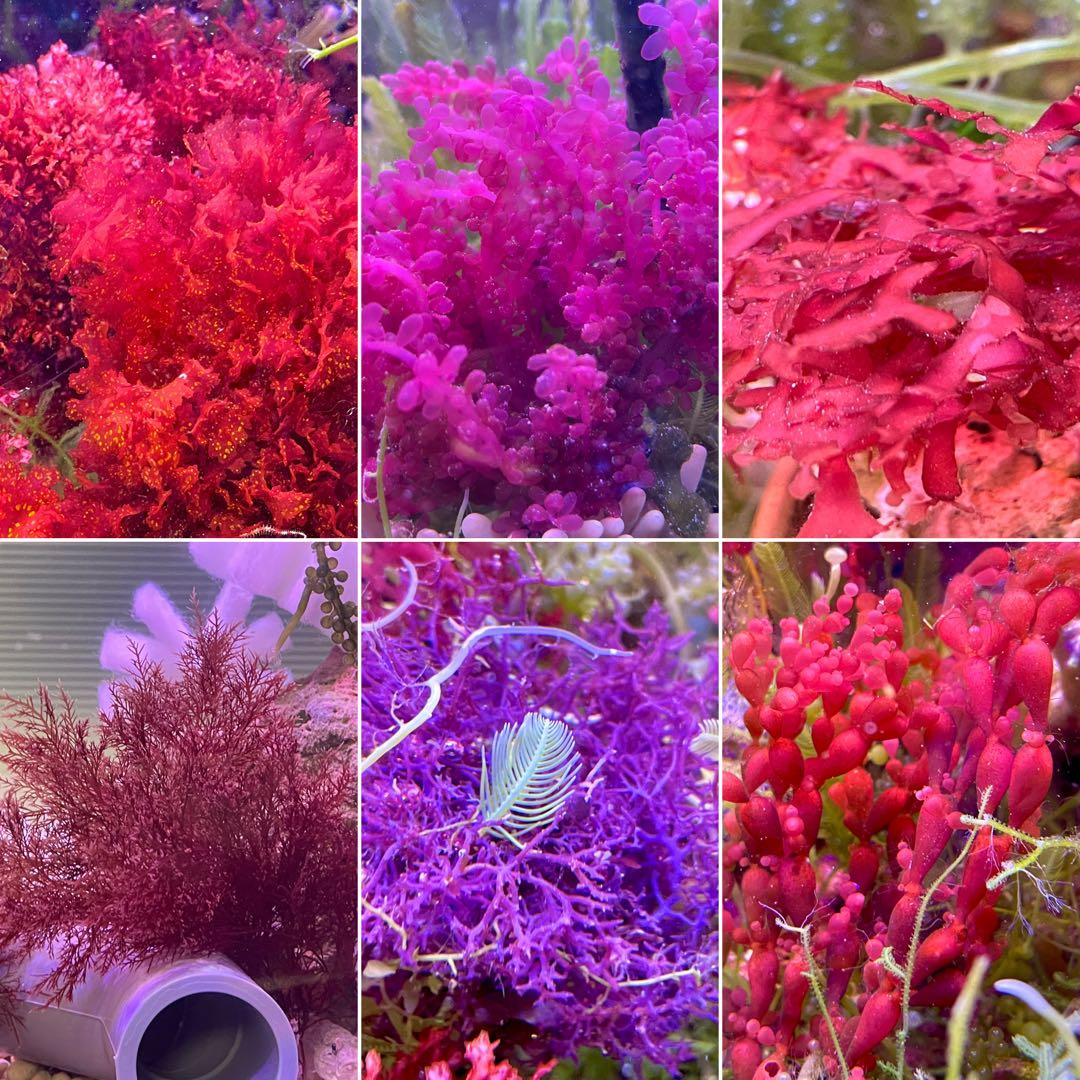 匿名宅急便配送】 海藻 紅藻 気まぐれ出品！ （現品+緑藻のセット）