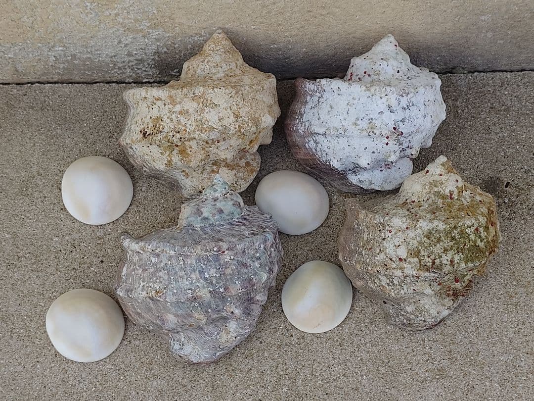 ☆貝☆貝殻☆標本☆ 夜光貝×14個 +オマケ 9個