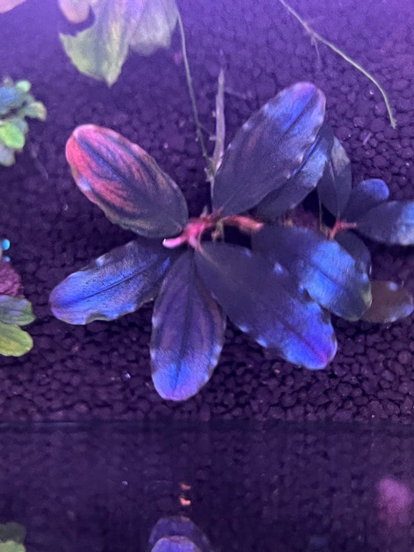 bucephalandra sp. Galaxy purple Bucephalandra Sp.Purple Galaxy