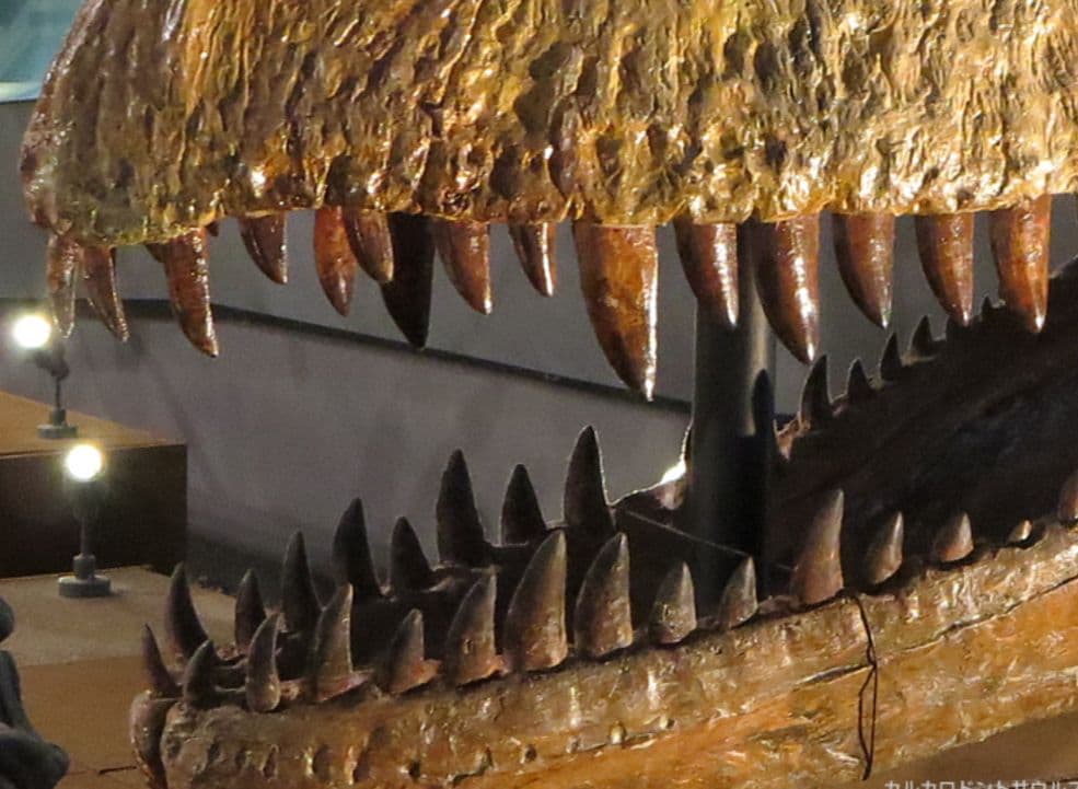 アロサウルス上科 カルカロドントサウルス 特大 歯化石 美麗標本