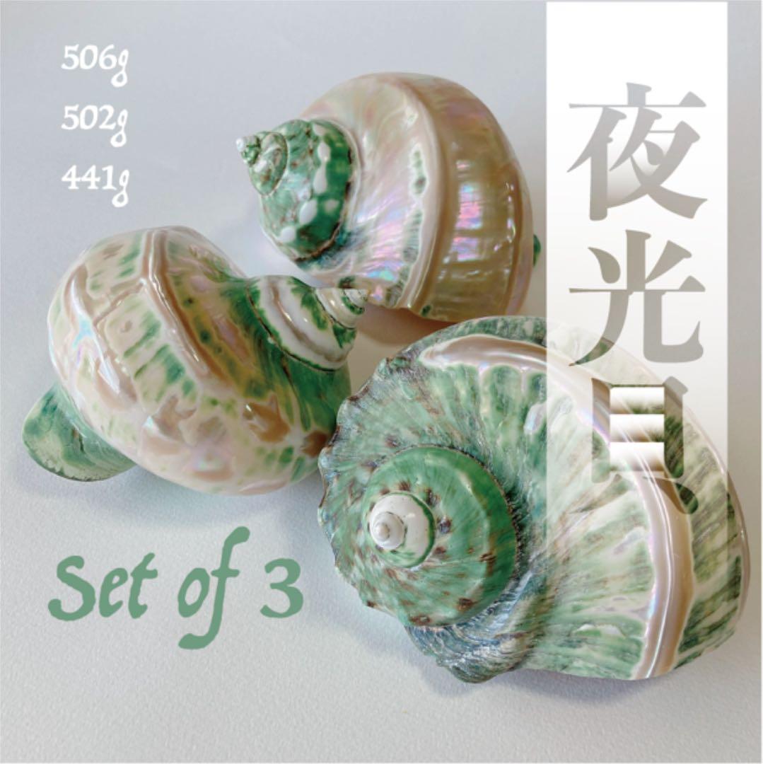 夜光貝 まとめ5個セット 美品 12-14cm 置物 色合いが美しい 夜光貝