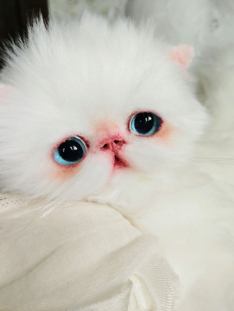 よちよち〜短足♡ころころボディ♡エキゾチック子猫ちゃん♡アート