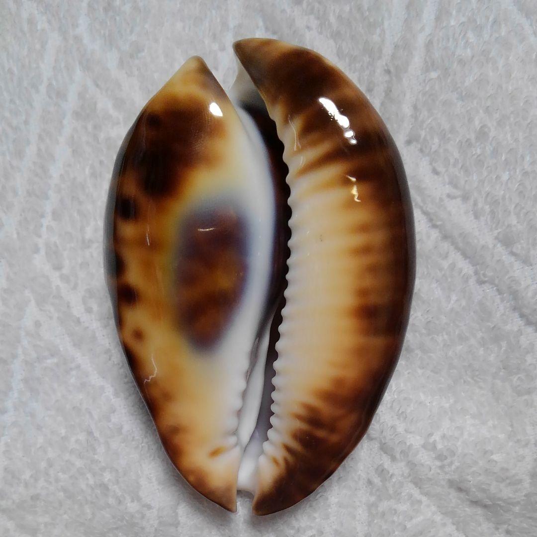 ビードロダカラ② タカラガイ科 稀少種